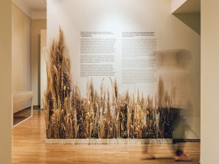 Plants and animals. Exhibition design